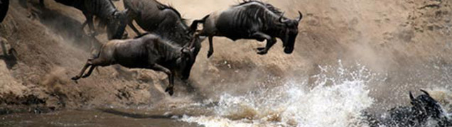 Safari Tanzanie Masai Mara