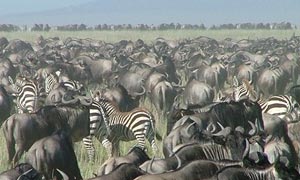 Photo de nature au Kenya