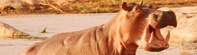 Safari Tanzanie Tsavo